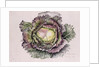 January King Cabbage, 1992 by Alison Cooper
