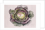 January King Cabbage, 1992 by Alison Cooper
