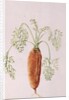 Carrot from my Garden, 1994 by Alison Cooper