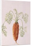 Carrot from my Garden, 1994 by Alison Cooper