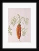 Carrot from my Garden, 1994 by Alison Cooper