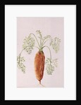 Carrot from my Garden, 1994 by Alison Cooper