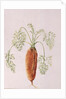 Carrot from my Garden, 1994 by Alison Cooper