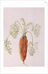 Carrot from my Garden, 1994 by Alison Cooper