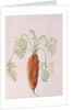 Carrot from my Garden, 1994 by Alison Cooper