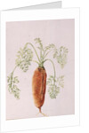 Carrot from my Garden, 1994 by Alison Cooper