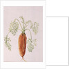 Carrot from my Garden, 1994 by Alison Cooper