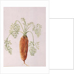Carrot from my Garden, 1994 by Alison Cooper