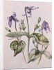 Clematis Integrifolia by Alison Cooper