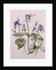 Clematis Integrifolia by Alison Cooper
