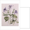 Clematis Integrifolia by Alison Cooper