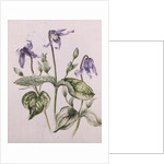 Clematis Integrifolia by Alison Cooper