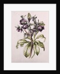 Helleborus Orientalis from Helen Ballard by Alison Cooper