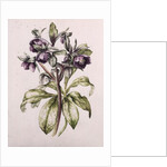 Helleborus Orientalis from Helen Ballard by Alison Cooper