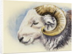 A Herdwick Ram, 2018 by Alison Cooper
