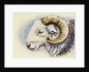 A Herdwick Ram, 2018 by Alison Cooper