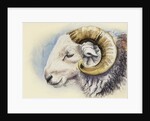 A Herdwick Ram, 2018 by Alison Cooper