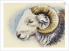 A Herdwick Ram, 2018 by Alison Cooper