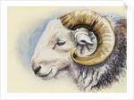 A Herdwick Ram, 2018 by Alison Cooper