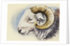 A Herdwick Ram, 2018 by Alison Cooper