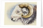 A Herdwick Ram, 2018 by Alison Cooper