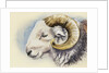 A Herdwick Ram, 2018 by Alison Cooper