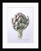 Artichoke Study, 1993 by Alison Cooper