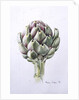 Artichoke Study, 1993 by Alison Cooper
