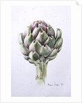 Artichoke Study, 1993 by Alison Cooper