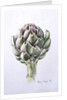 Artichoke Study, 1993 by Alison Cooper