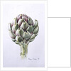 Artichoke Study, 1993 by Alison Cooper