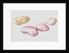 Potato Study, 1993 by Alison Cooper