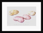 Potato Study, 1993 by Alison Cooper