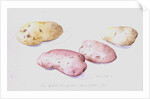 Potato Study, 1993 by Alison Cooper