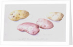 Potato Study, 1993 by Alison Cooper