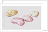Potato Study, 1993 by Alison Cooper