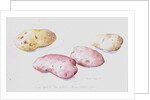 Potato Study, 1993 by Alison Cooper