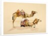 Camels from Petra, 2007 by Alison Cooper