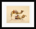 Camels from Petra, 2007 by Alison Cooper
