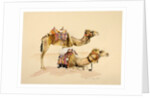 Camels from Petra, 2007 by Alison Cooper