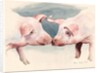 Two Little Piggies, 2012 by Alison Cooper