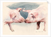 Two Little Piggies, 2012 by Alison Cooper