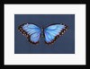 Blue Morpho Butterfly, 2019 by Alison Cooper