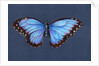 Blue Morpho Butterfly, 2019 by Alison Cooper