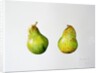 A Pair of Pears, 1997 by Alison Cooper