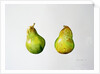 A Pair of Pears, 1997 by Alison Cooper
