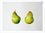 A Pair of Pears, 1997 by Alison Cooper