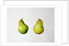 A Pair of Pears, 1997 by Alison Cooper