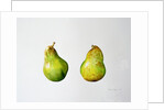 A Pair of Pears, 1997 by Alison Cooper