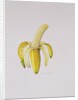 A Half-peeled Banana, 1997 by Alison Cooper